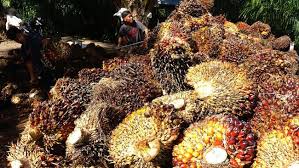 Produk Tekstil-Kelapa Sawit RI Bakal Bebas Tarif Bea Masuk ke Kanada
